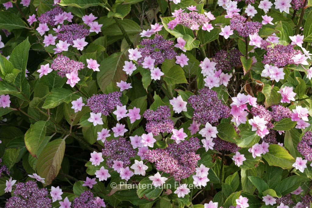 Hydrangea macrophylla 'Shamrock' - Afbeelding 6