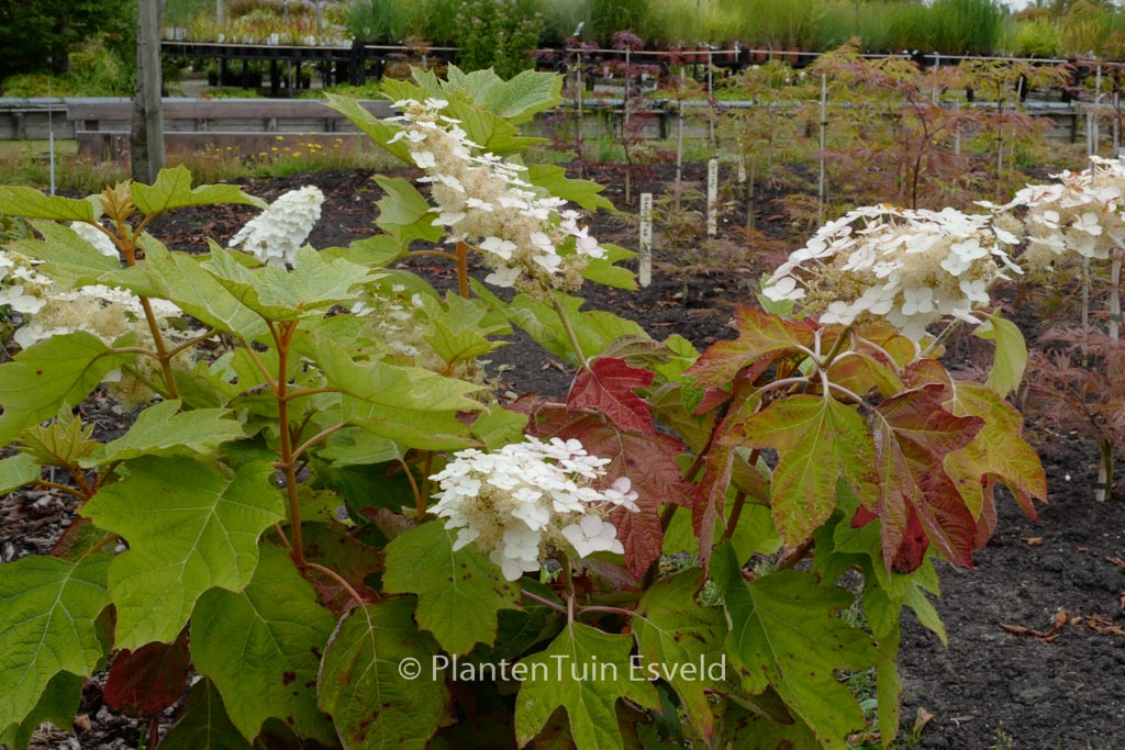 Hydrangea quercifolia 'John Wayne'