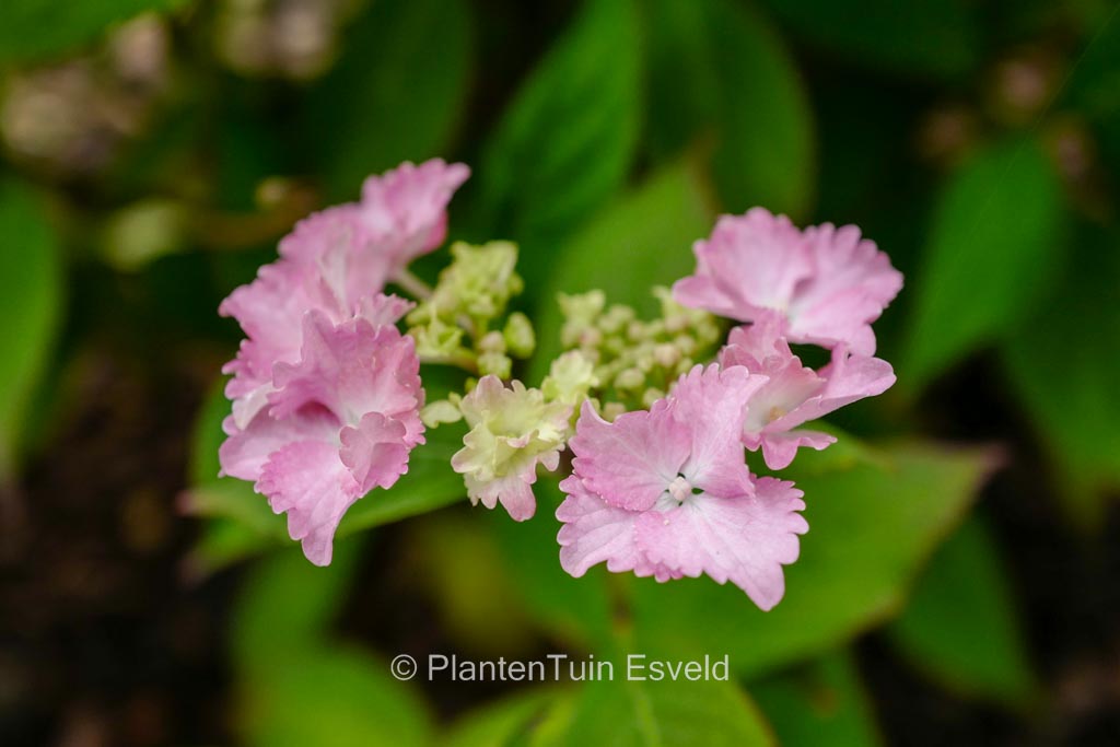 Hydrangea serrata 'Cap Sizun'