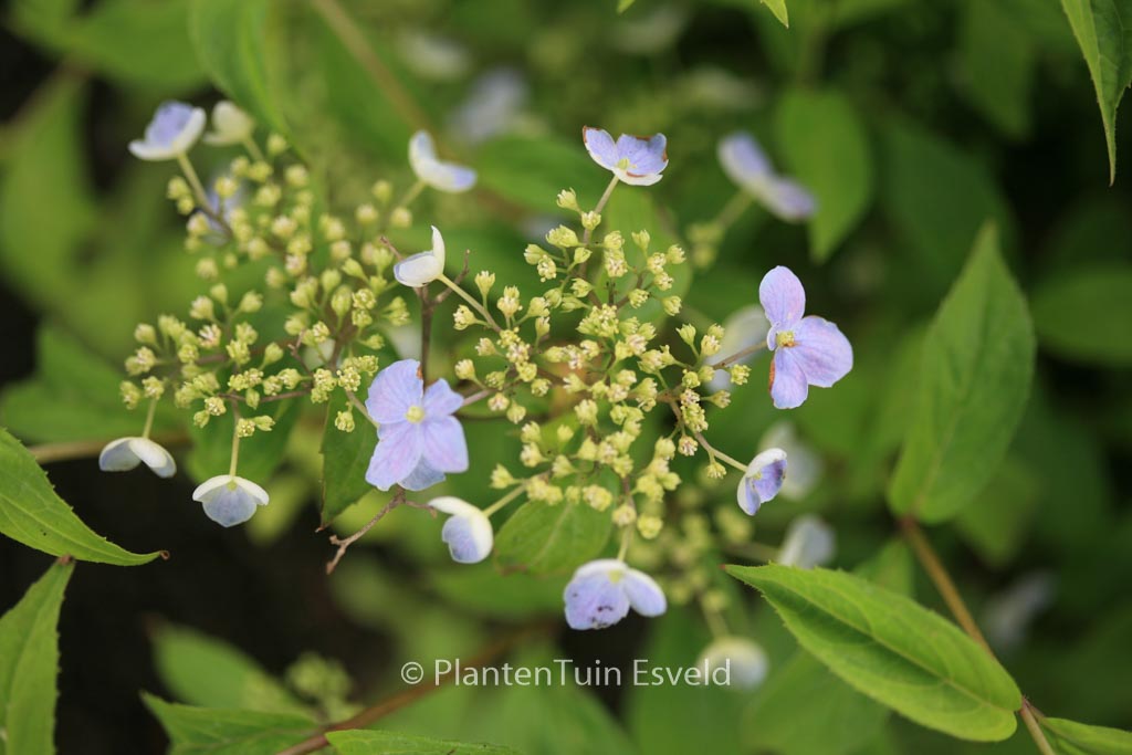 Hydrangea serrata 'Seto-no-tsuki'