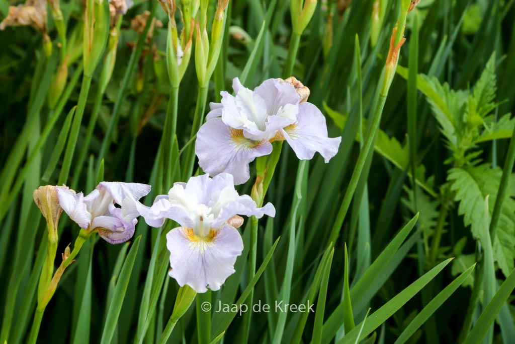 Iris sibirica 'Dawn Waltz'