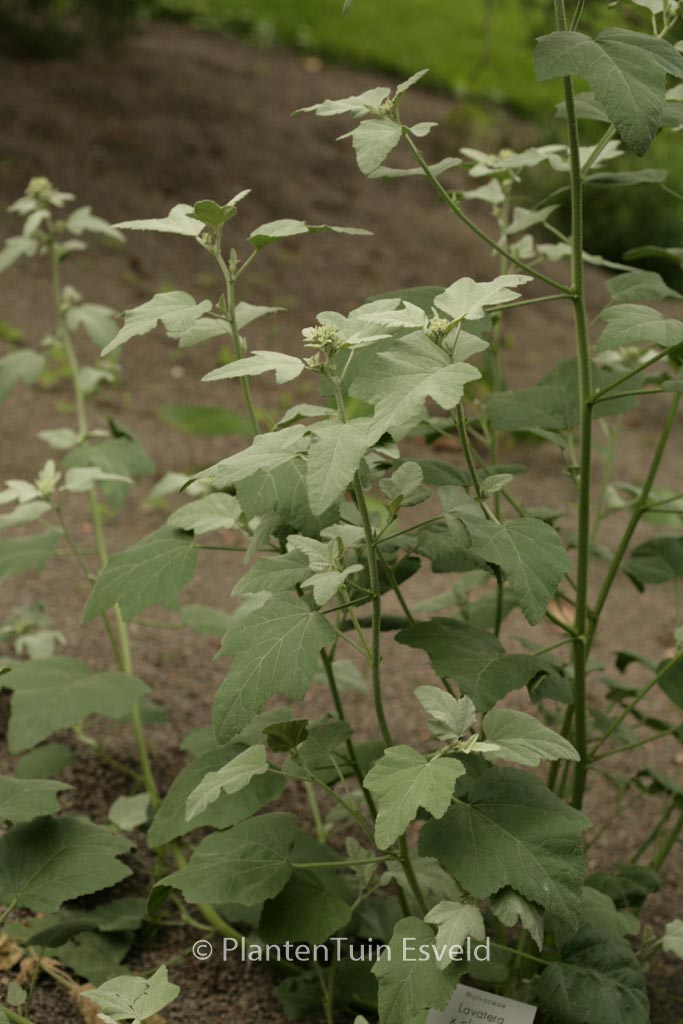 Lavatera 'Silver Barnsley'