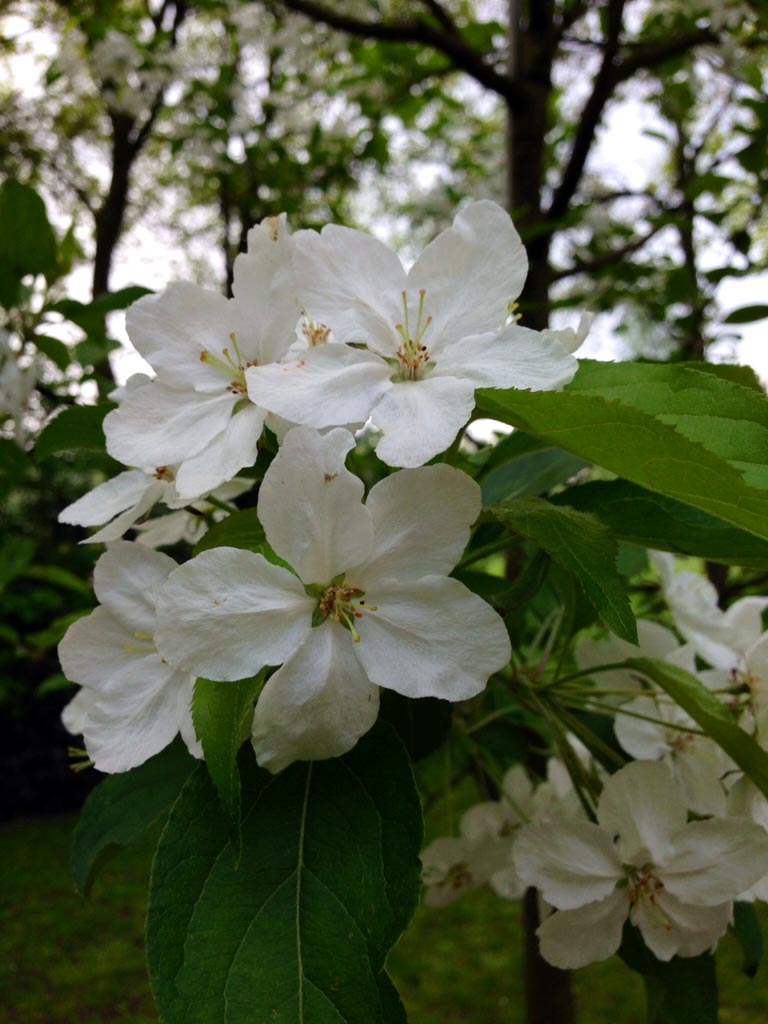 Malus hupehensis 'Arie Mauritz'