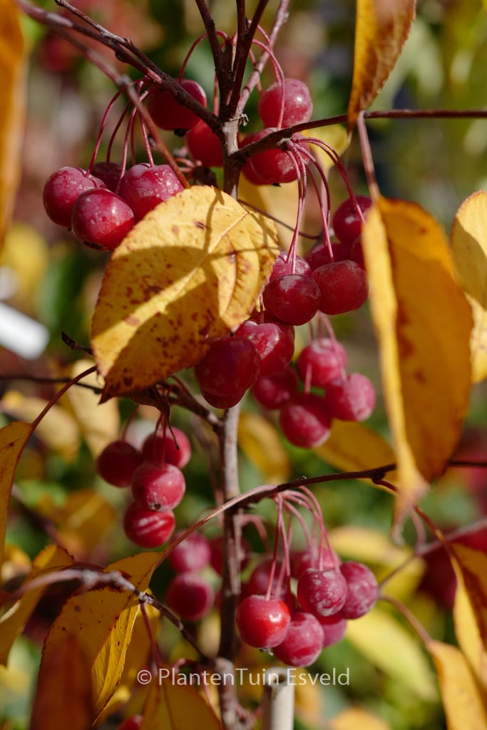 Malus 'Sutyzam' (SUGAR TYME)