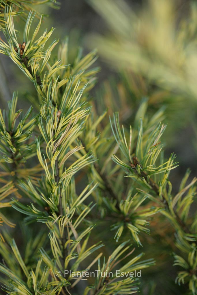 Pinus parviflora 'Ogon janome'