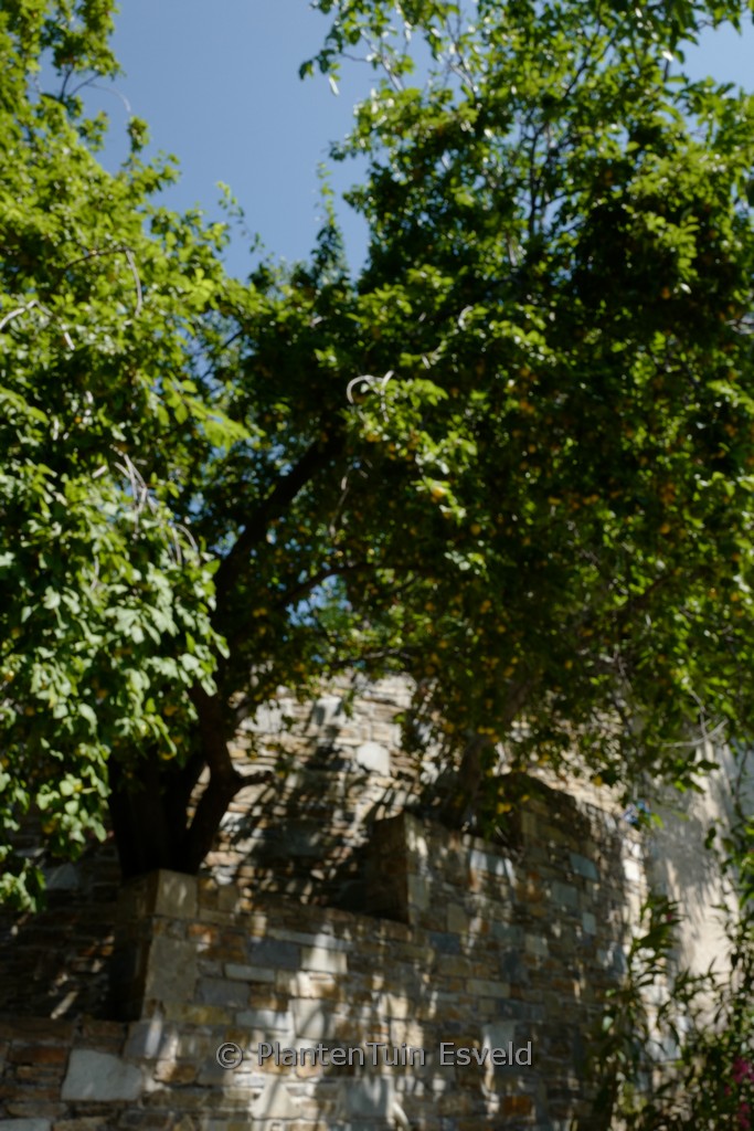 Prunus domestica 'Reine Claude d'Oullins'