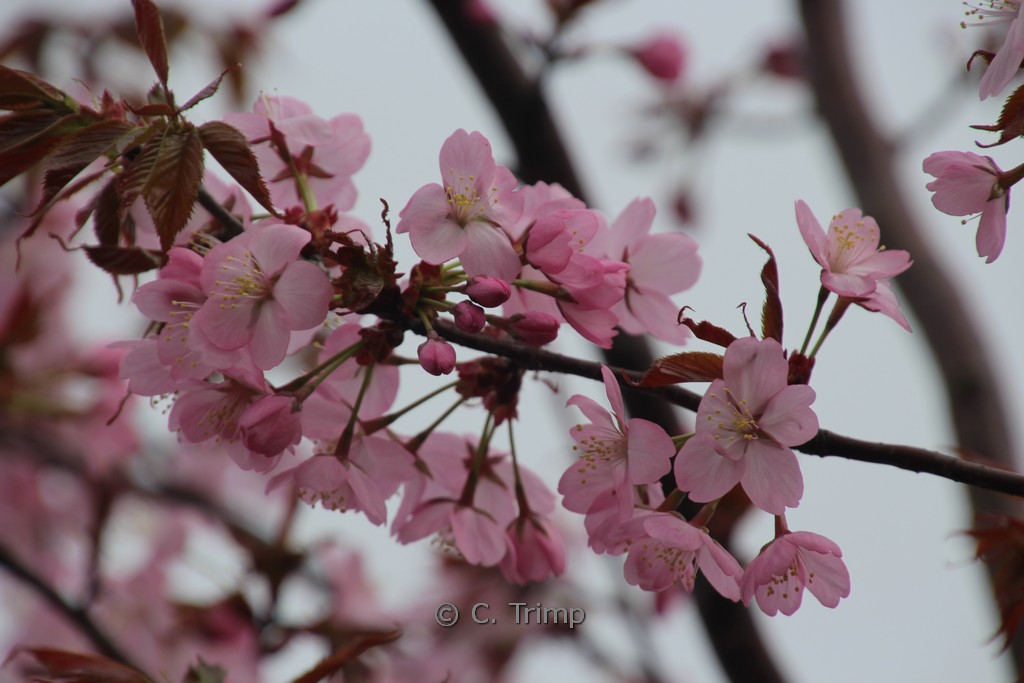 Prunus sargentii 'Charles Sargent'