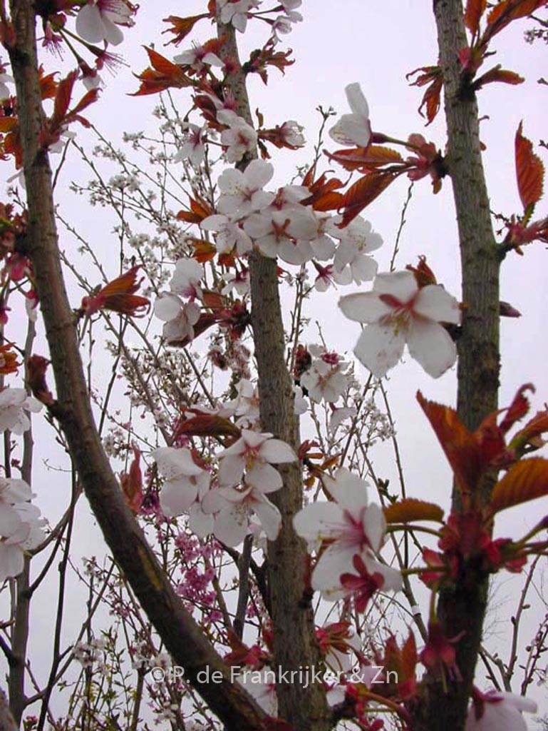 Prunus 'Spire'