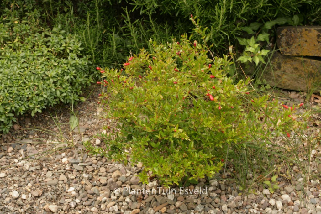 Punica granatum 'Nana'