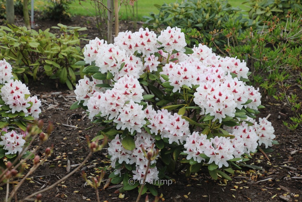 Rhododendron 'Schneeauge'
