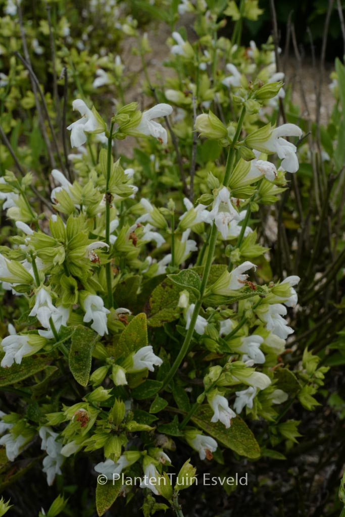 Salvia officinalis 'Albiflora'