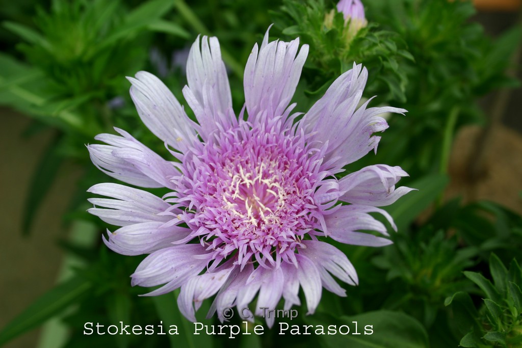 Stokesia laevis 'Purple Parasols'