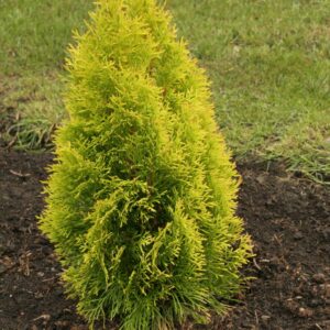 Thuja occident. 'Janed Gold' (GOLDEN SMARAGD)