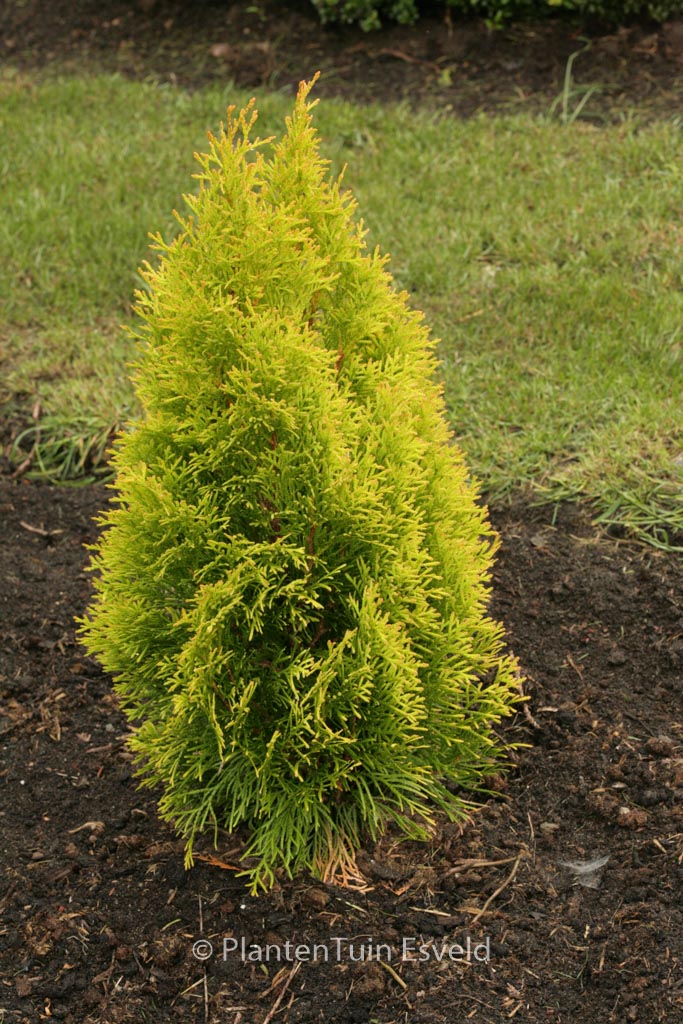 Thuja occident. 'Janed Gold' (GOLDEN SMARAGD)