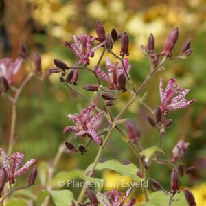 Tricyrtis formosana 'Dark Beauty'