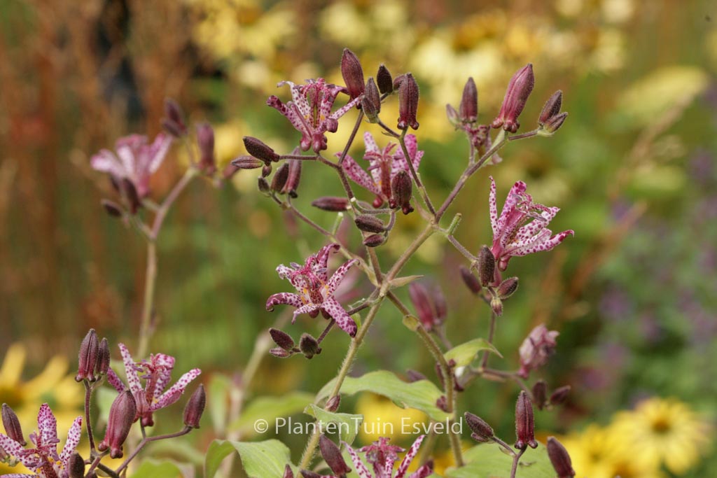 Tricyrtis formosana 'Dark Beauty'