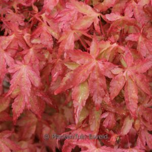 Acer palmatum 'Akaji-nishiki'