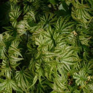 Acer palmatum 'Higasa-yama'