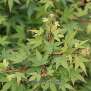 Acer palmatum 'Yatsubusa'