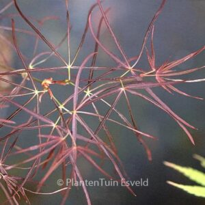 Acer palmatum 'Kinshi'