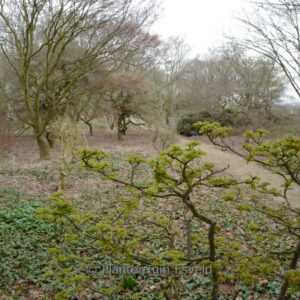 Acer palmatum 'Mei-jishi'