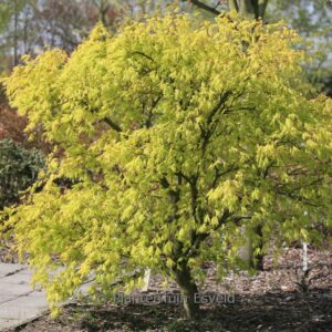Acer palmatum 'Omure-yama