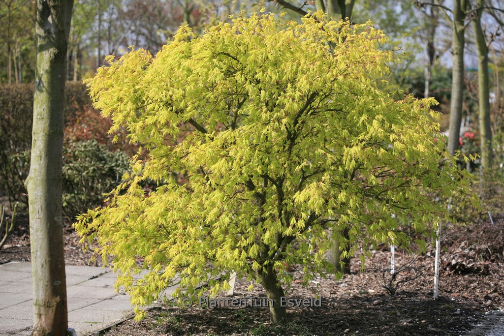 Acer palmatum 'Omure-yama