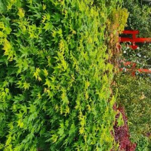 Acer palmatum 'Sonkootgre'