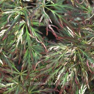 Acer palmatum 'Toyama-nishiki'
