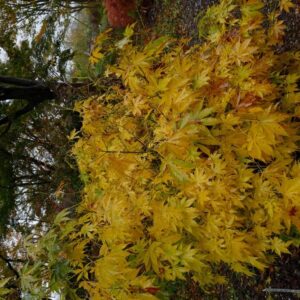 Acer palmatum 'Verkade's Winter Gold'