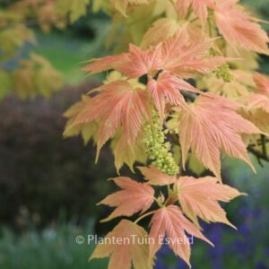Acer pseudoplatanus 'Brilliantissimum'