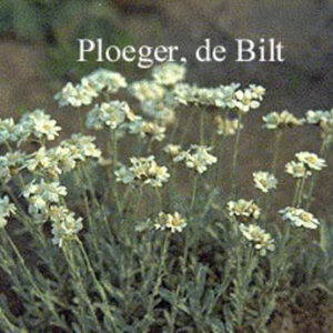 Achillea umbellata