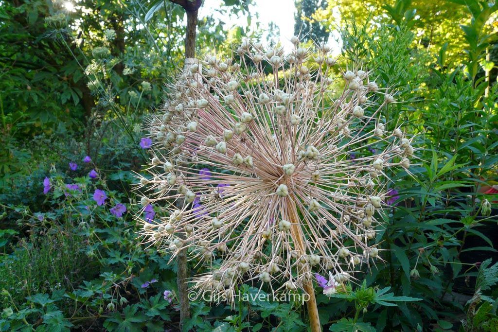 Allium christophii - Afbeelding 2