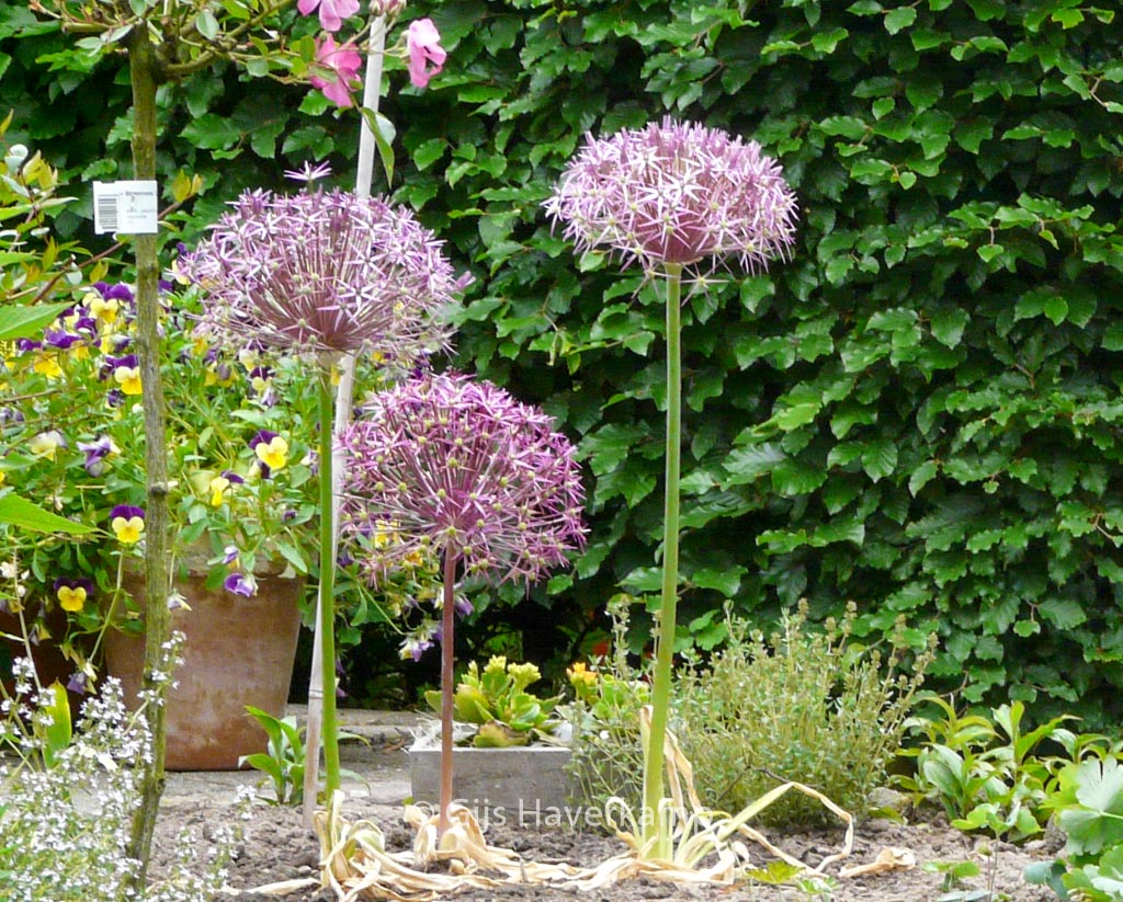 Allium christophii - Afbeelding 3