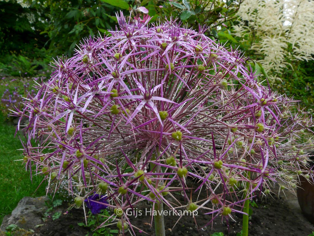 Allium christophii - Afbeelding 4