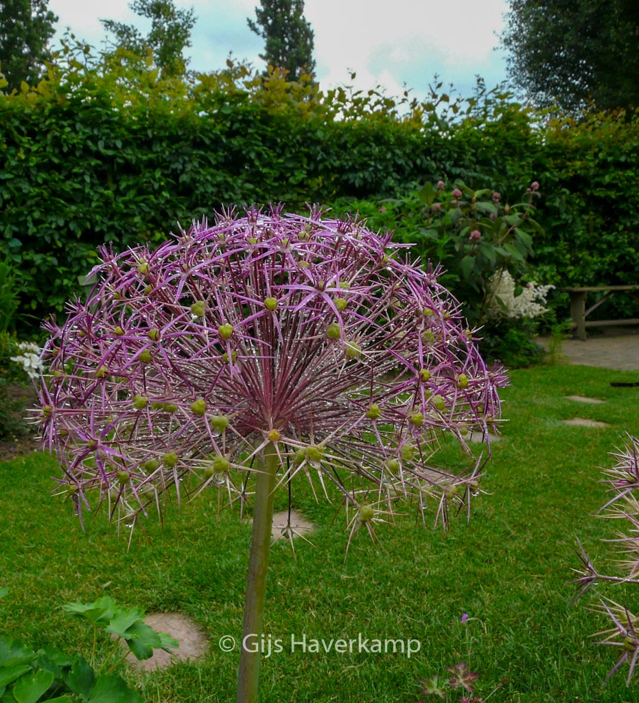 Allium christophii - Afbeelding 5