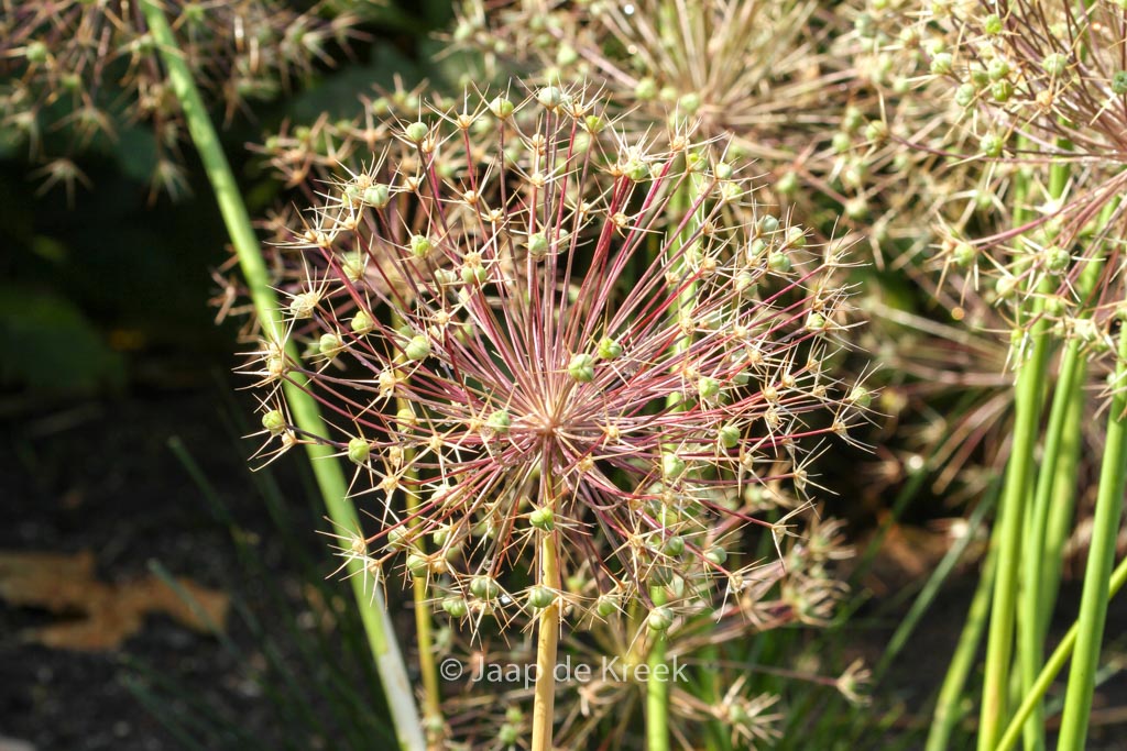 Allium christophii - Afbeelding 6