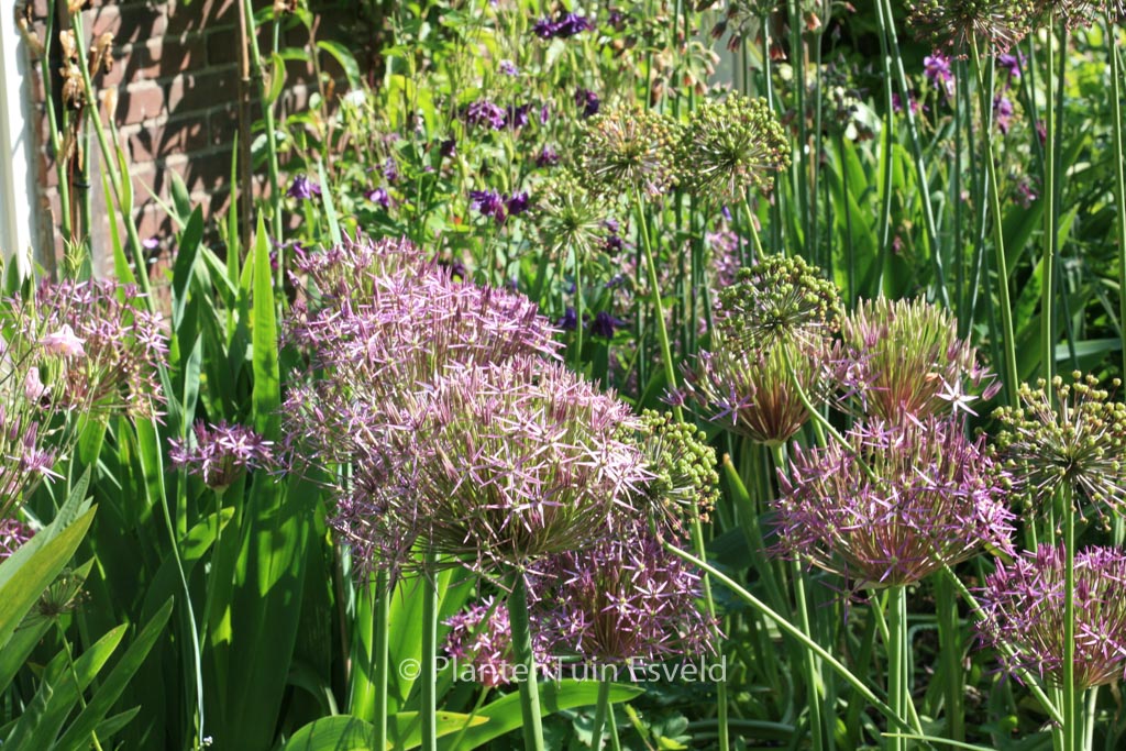 Allium christophii - Afbeelding 7
