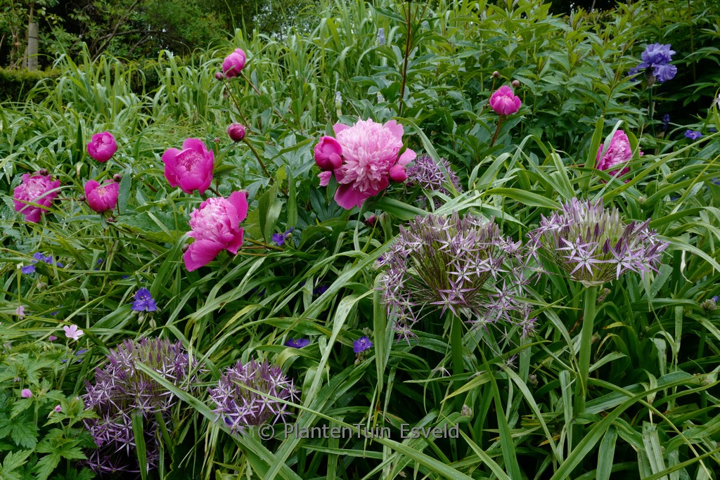 Allium christophii - Afbeelding 8