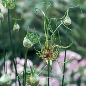 Allium 'Hair'