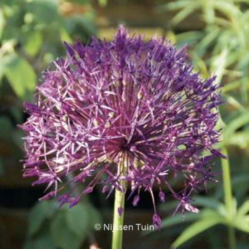 Allium 'Purple Rain'