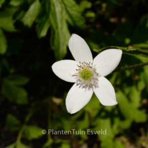 Anemone canadensis