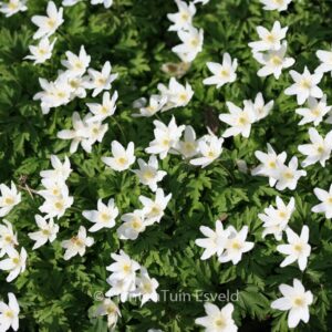 Anemone nemorosa