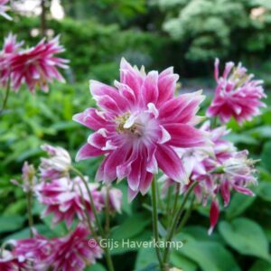 Aquilegia 'Nora Barlow'