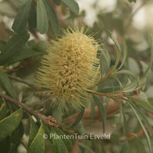 Banksia integrifolia