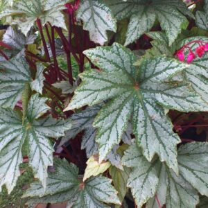 Begonia 'Silver Splendour'