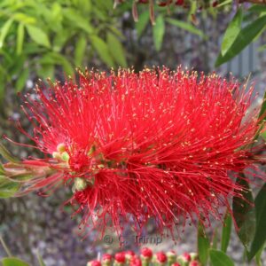 Callistemon citrinus