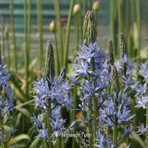 Camassia leichtlinii 'Blue Candle'
