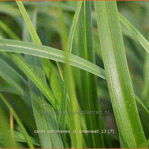 Carex oshimensis 'J.S. Greenwell'