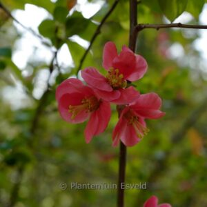 Chaenomeles superba 'Pink Lady'